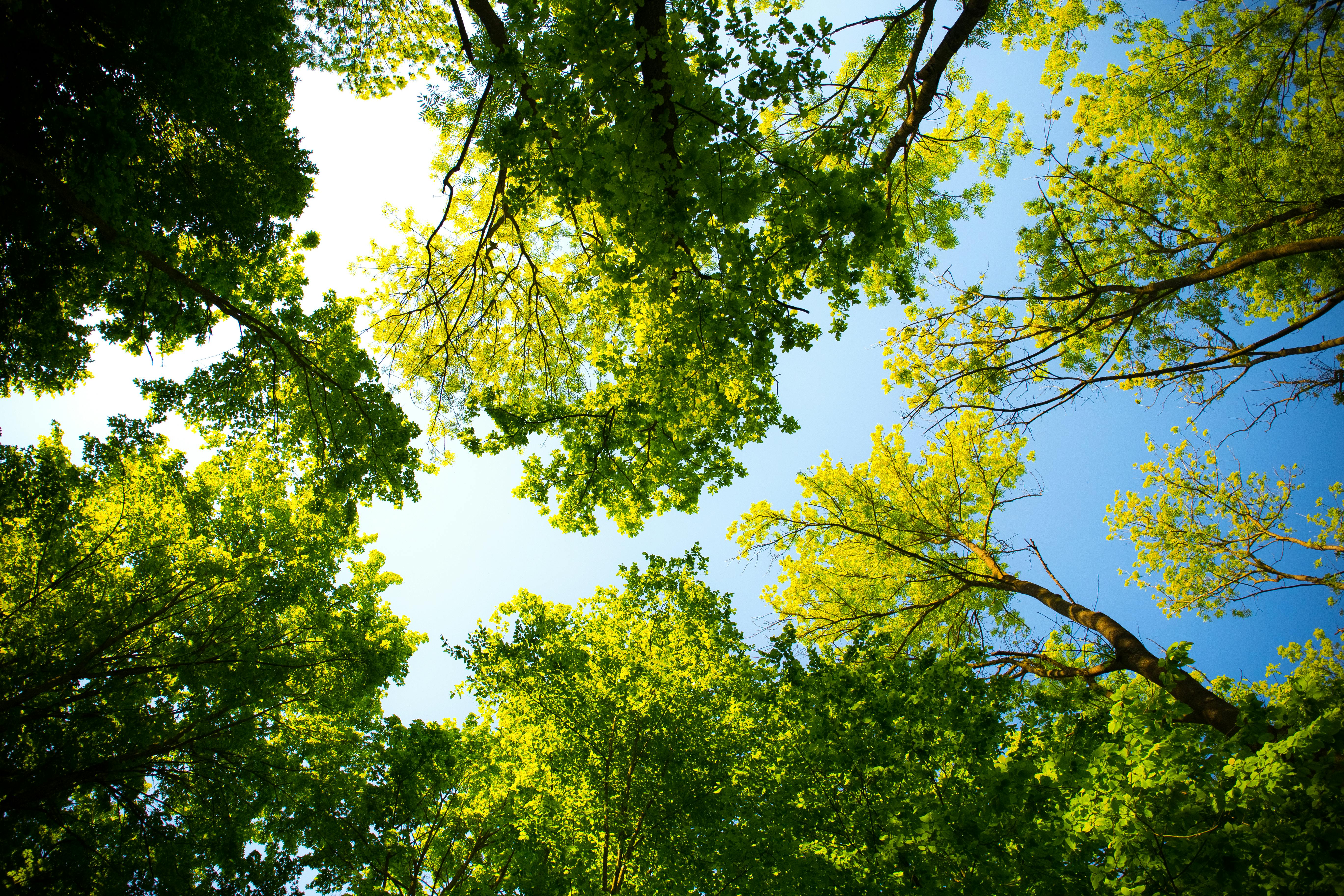 Sustainability in action: Devitech announces tree-planting pledge - Devitech